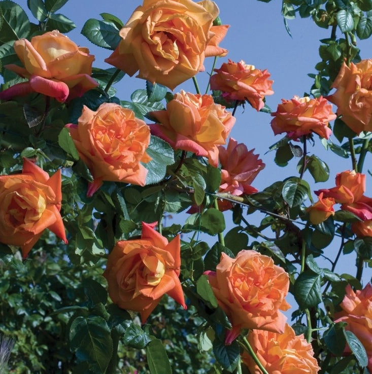 Rosa LOUIS DE FUNES ® Meirestif