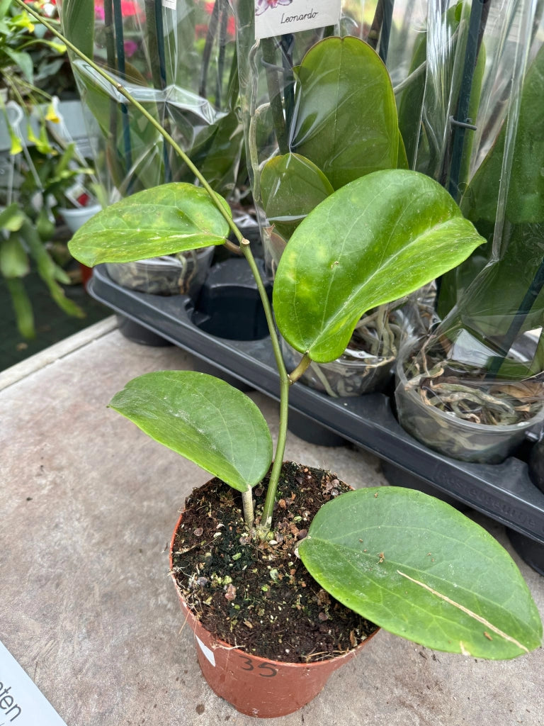 Hoya surigoensis – Pianta tropicale rara da interno con fogliame ornamentale