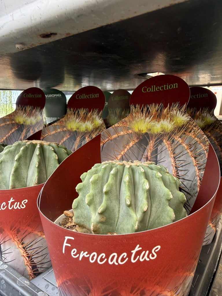 Ferocactus glaucescens vaso 14 cm – Cactus