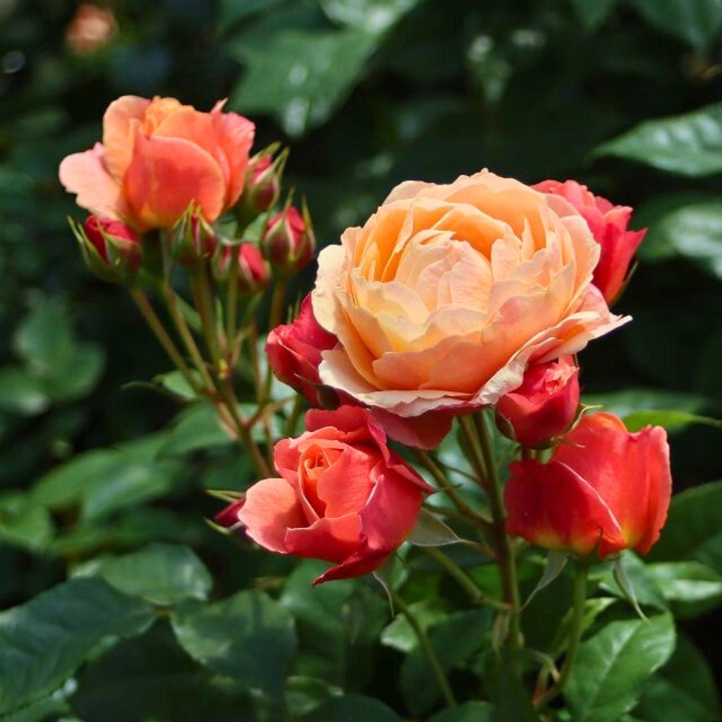 Gardenaria Rosa 'Creme Brulée' - Rosa da giardino Altezza: 40/50 cm (vaso20)