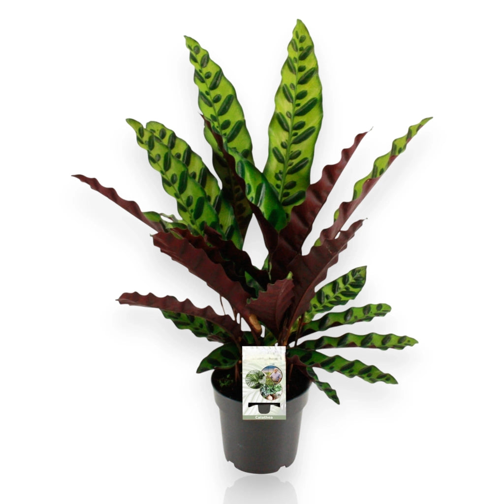 Gardenaria Calathea lancifolia - Pianta da interno ornamentale Altezza: 45 cm (vaso 14)