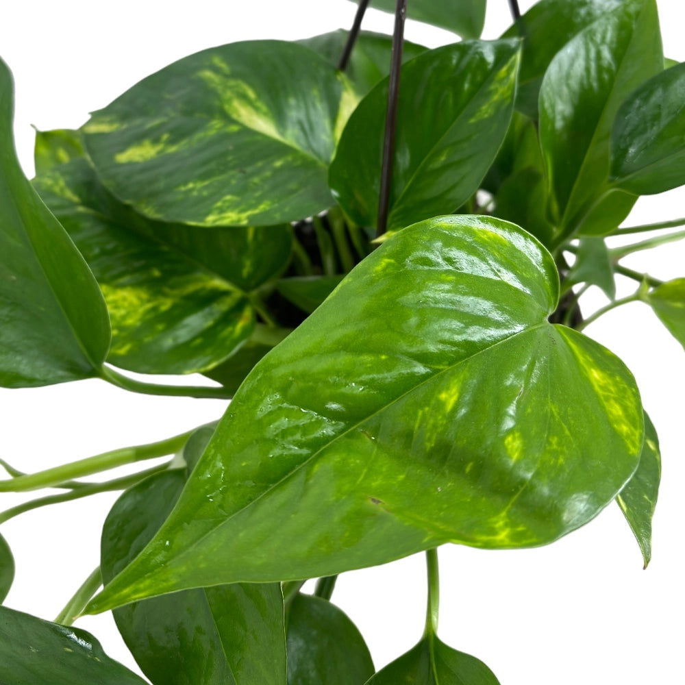 Pianta di POTHOS rampicante foglie GIGANTI Potus in vaso Basket 14 cm AMDGarden