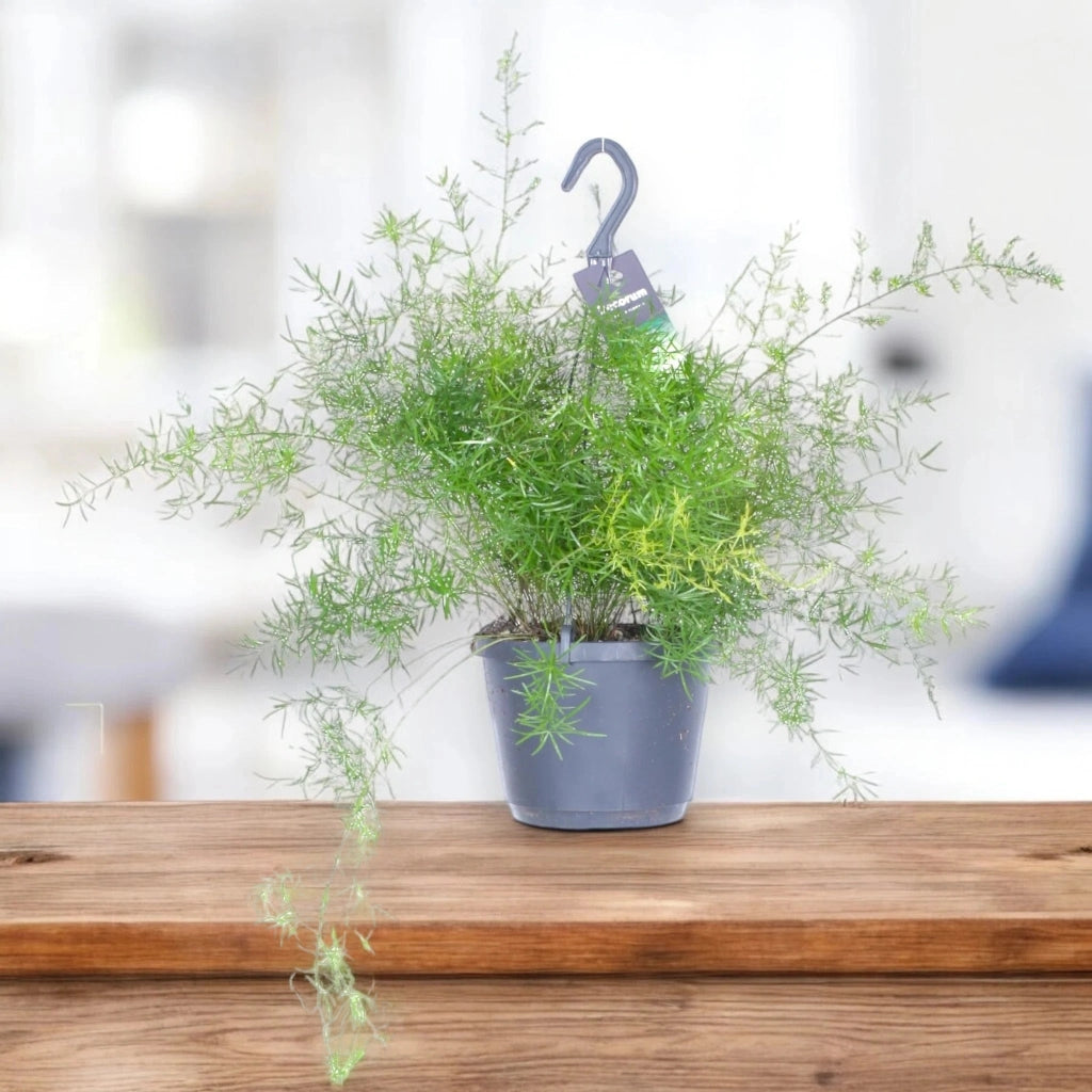 Gardenaria Asparagus densiflorus 'Sprengeri' - Pianta da interno ornamentale Altezza: 35 cm (vaso 17)