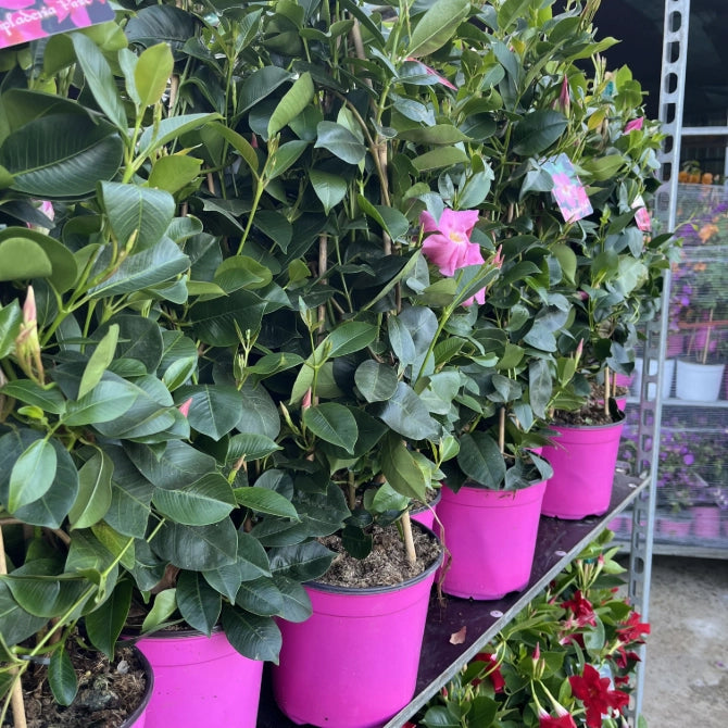 Dipladenia piramide Fiore Rosa in vaso 19 cm AMDGarden