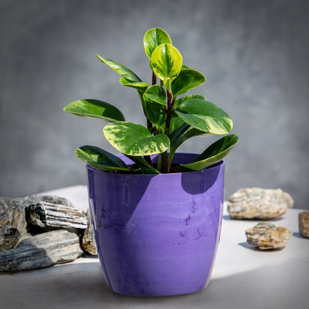 Coprivaso KADAX da 16 cm, vaso da fiori in marmo viola, supporto per fiori da soggiorno