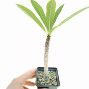 Pianta Pachypodium rutenbergianum succulenta caudiciforme 15 Metri Foto Reali