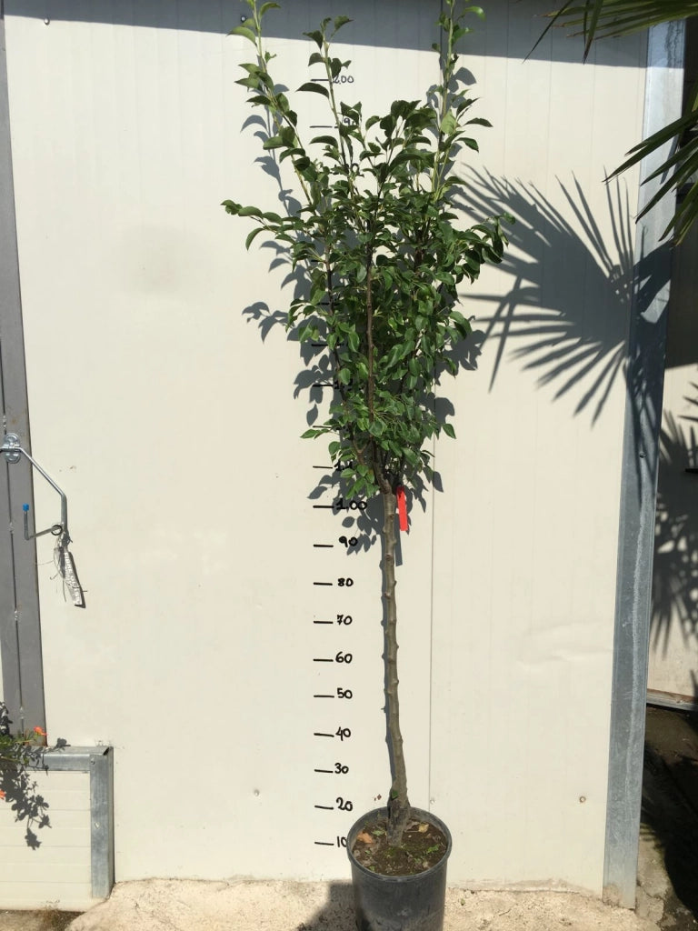 Pero Passacrassana - Albero Pianta da frutta frutto Foto Reali