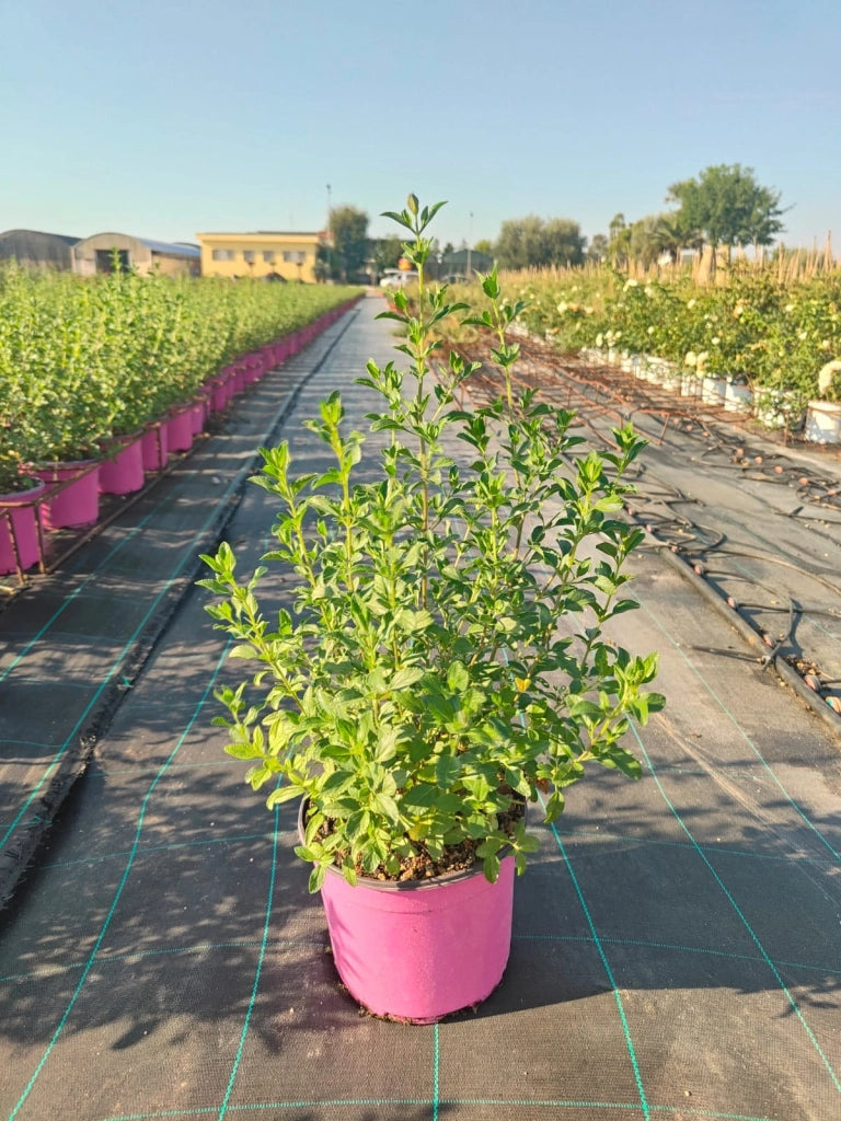SALVIA ROEMERIANA ROSA VASO 18