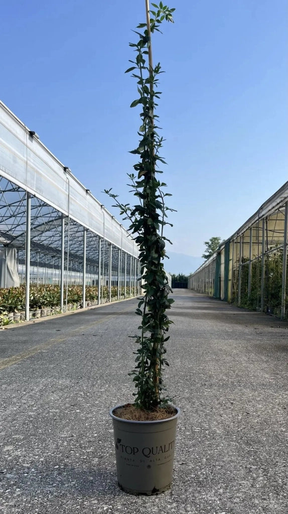 Gardenaria Jasminum nudiflorum - Arbusto ornamentale da giardino Altezza: 40/60 cm (vaso19)