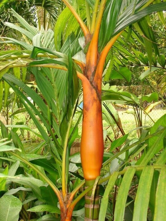 Areca vestiaria H 2 m vaso 45 – Palma tropicale a corona arancione foto reali