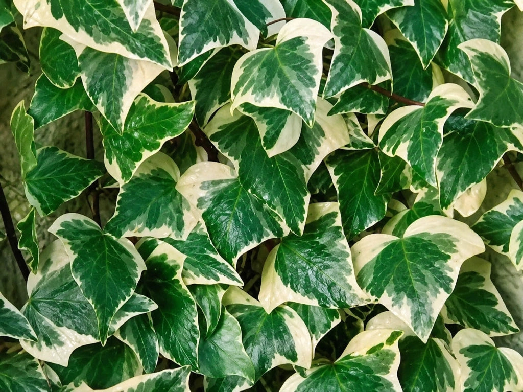 Gardenaria Edera - Hedera helix 'Gloire de Marengo' - Pianta rampicante ornamentale da esterno Altezza: 100/120cm (vaso 19)