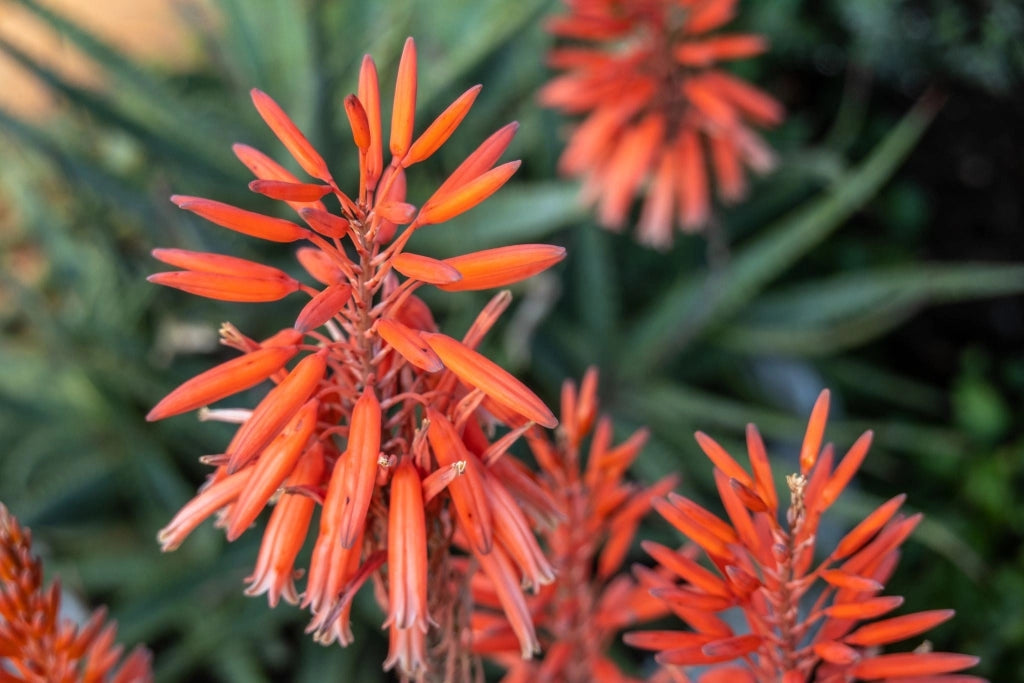 ALOE SAFARI SUNRISE VASO 18