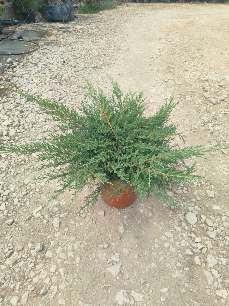 Ginepro Juniperus Pfitzeriana Aurea Vaso 24 cm Conifera Sempreverde