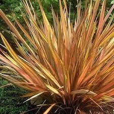 Phormium Apricot Queen – Pianta Ornamentale Sempreverde in Vaso 24 Elegante