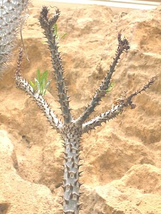 Pianta Pachypodium rutenbergianum succulenta caudiciforme 15 Metri Foto Reali