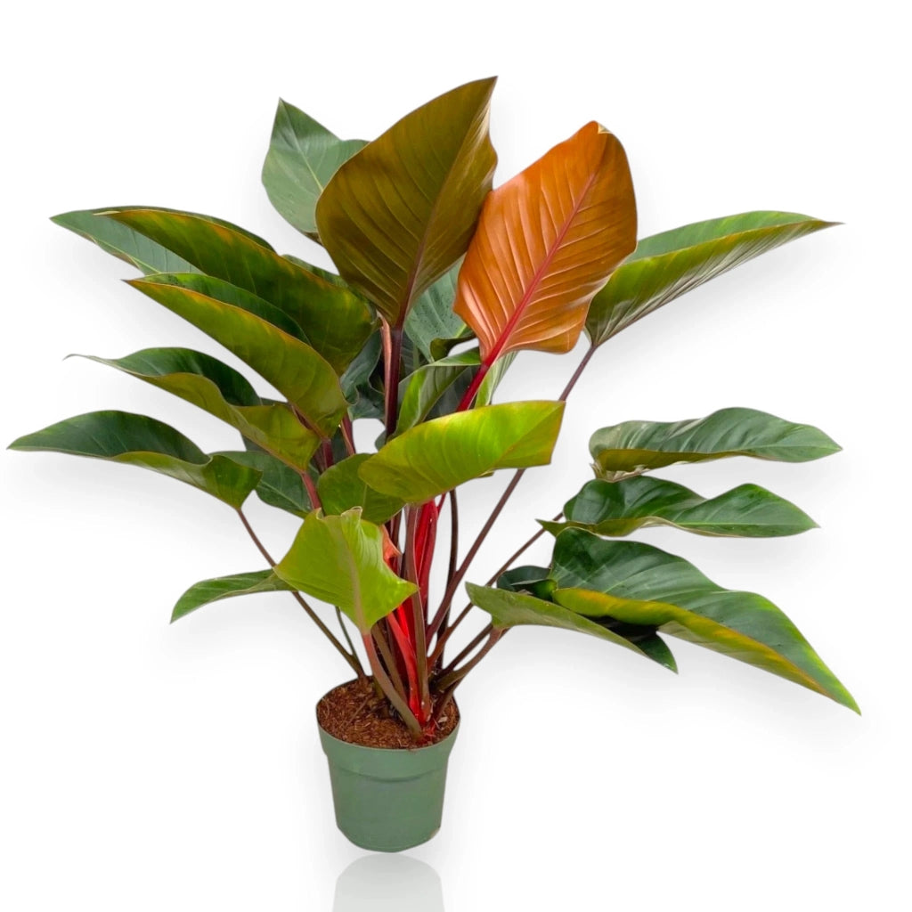 Gardenaria Philodendron 'Red Beauty' - Pianta da interno ornamentale Altezza: 100 cm (vaso 27)