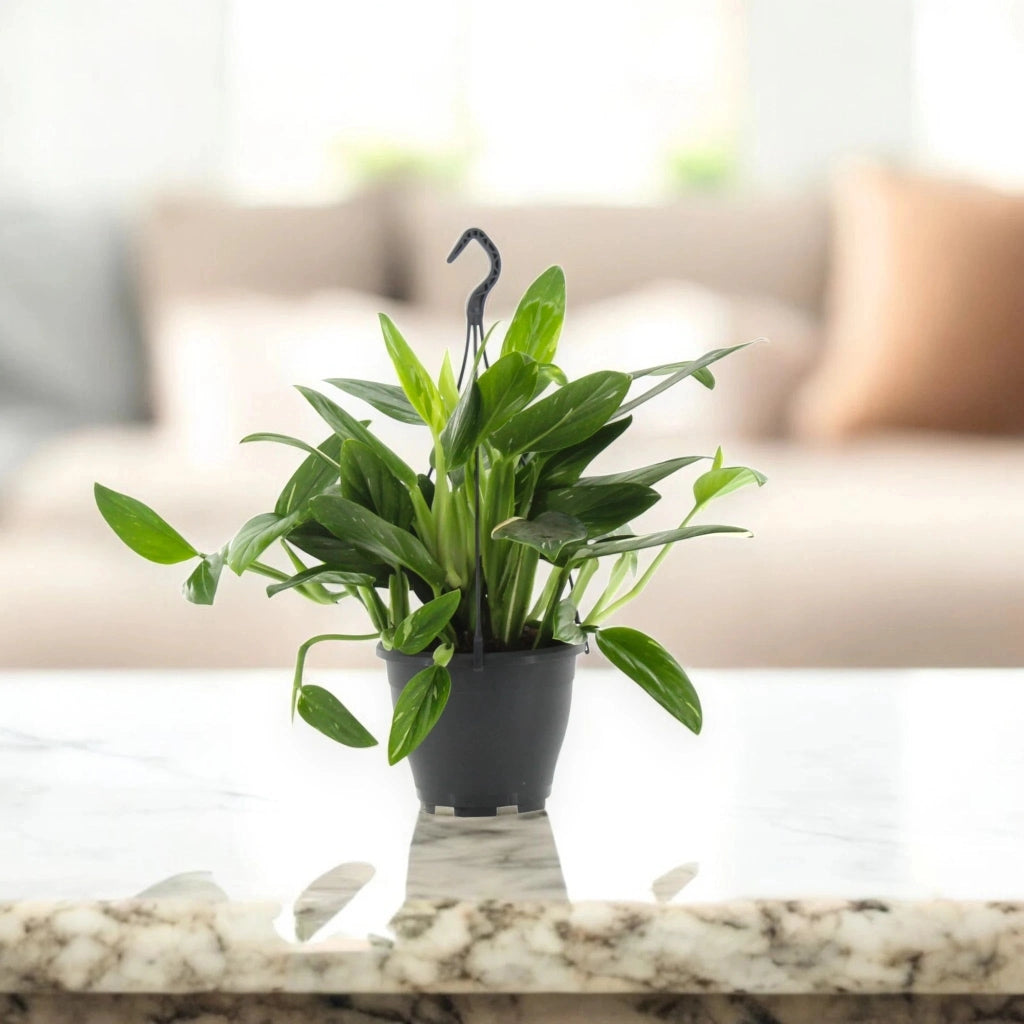 Gardenaria Philodendron 'Cobra' - Pianta da interno ornamentale Altezza: 35 cm (vaso 14)