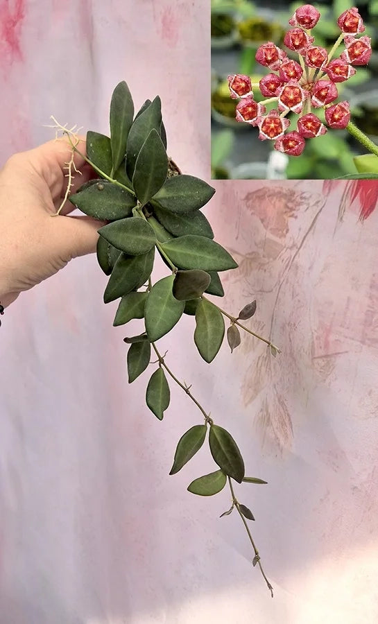 Hoya tsangii – Pianta tropicale compatta e ricadente vaso 6 cm