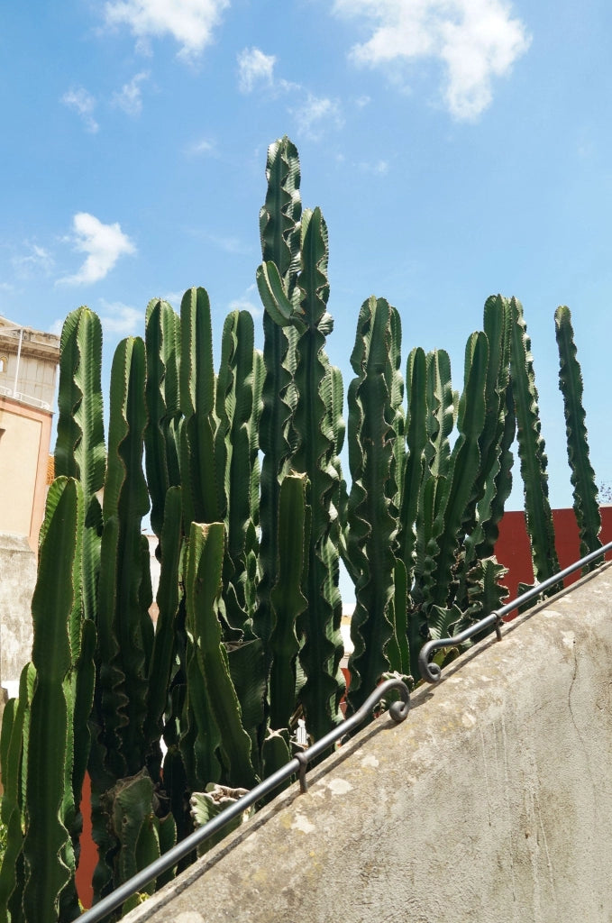 EUPHORBIA INGENS (EUFORBIA CANDELABRO) VASO 25
