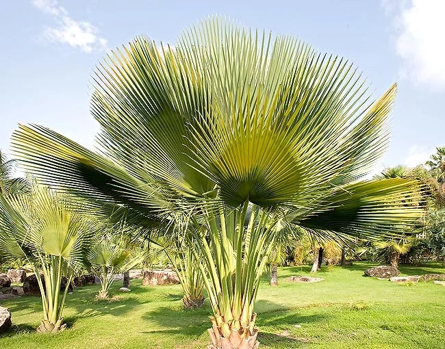 Copernicia gigas H 3,5 m vaso 70 – Palma tropicale gigante a ventaglio palma rara foto reale