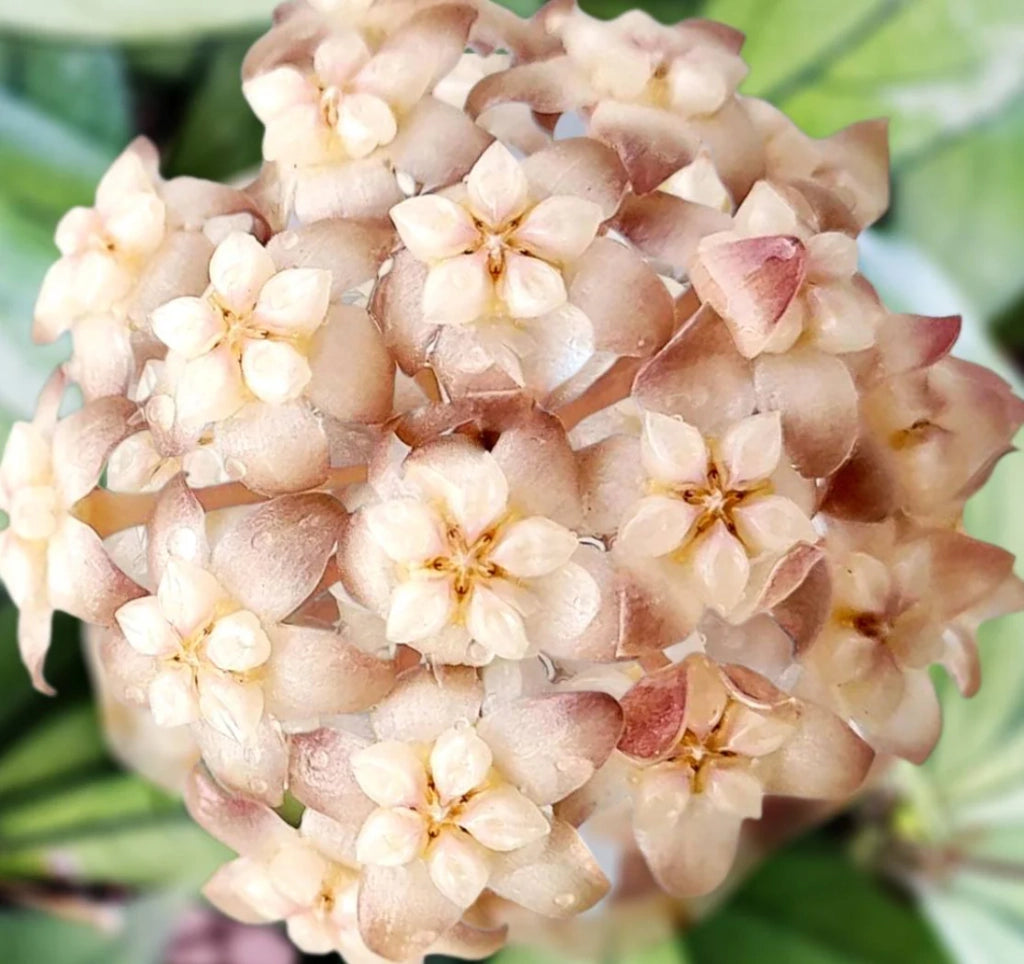 HOYA CRASSIPETIOLATA (fiore di cera)