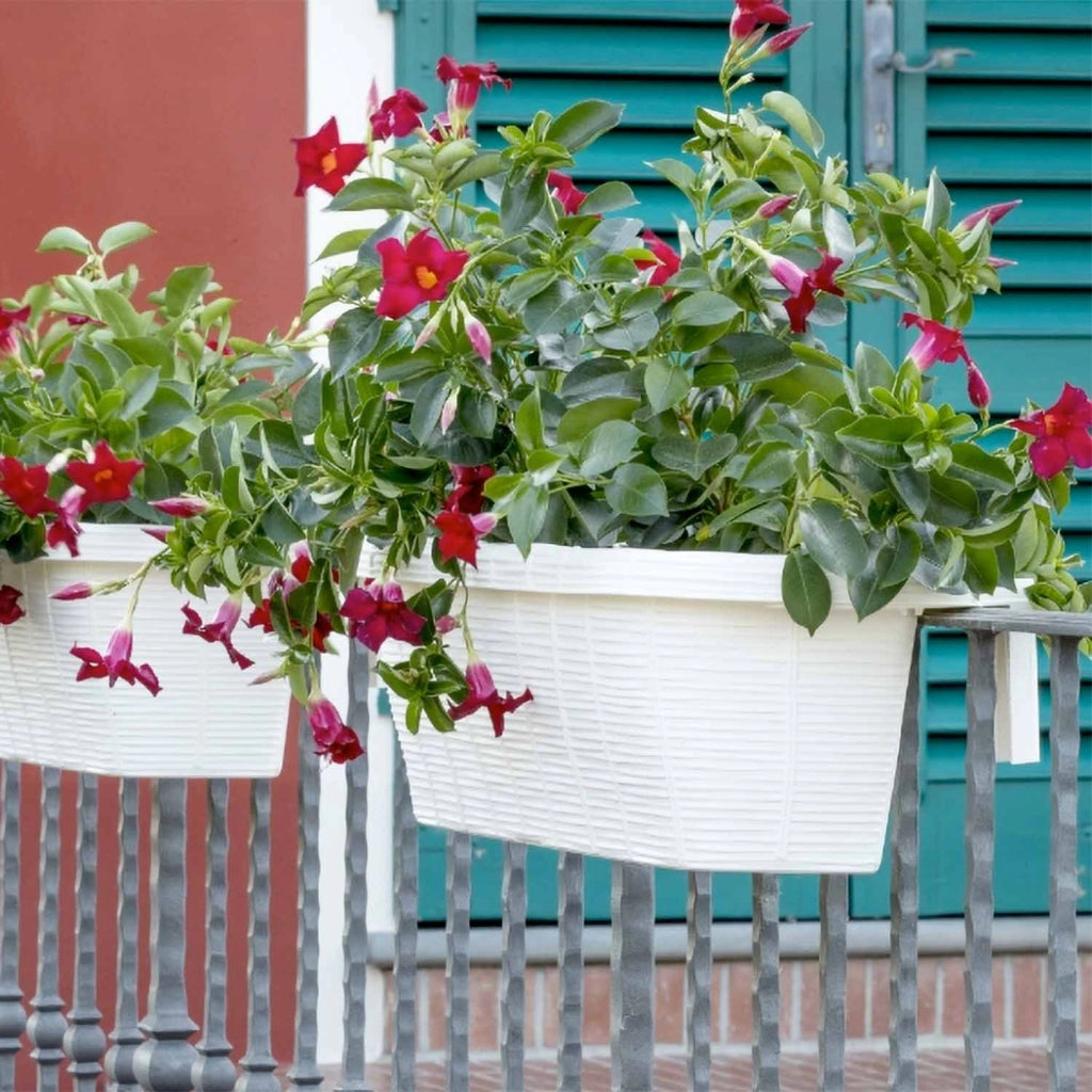 Rondine 60 - set di 6 balconiere intrecciate da 60cm con agganci regolabili e riserva d'acqua Panna