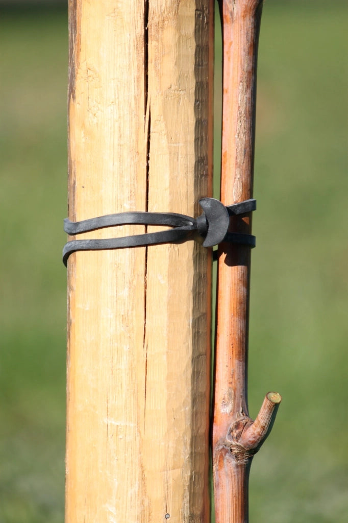 ANCORETTE ELASTICHE PER LEGATURE 'BANDOFIX' cm. 8 (cf. 275 pezzi circa)