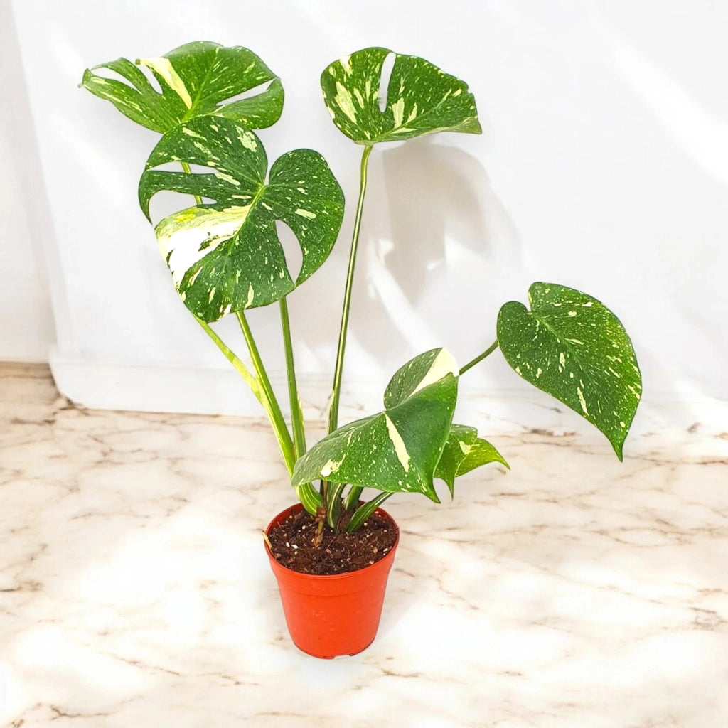 Gardenaria Monstera deliciosa 'Thai Constellation' - Pianta da interno ornamentale Altezza: 35 cm (vaso 12)