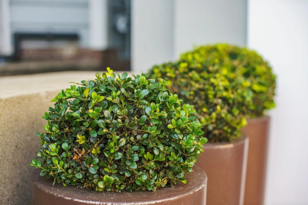 BUXUS FAULKNER (BOSSO) PALLA DIAMETRO CHIOMA 25/30 CM VASO 28