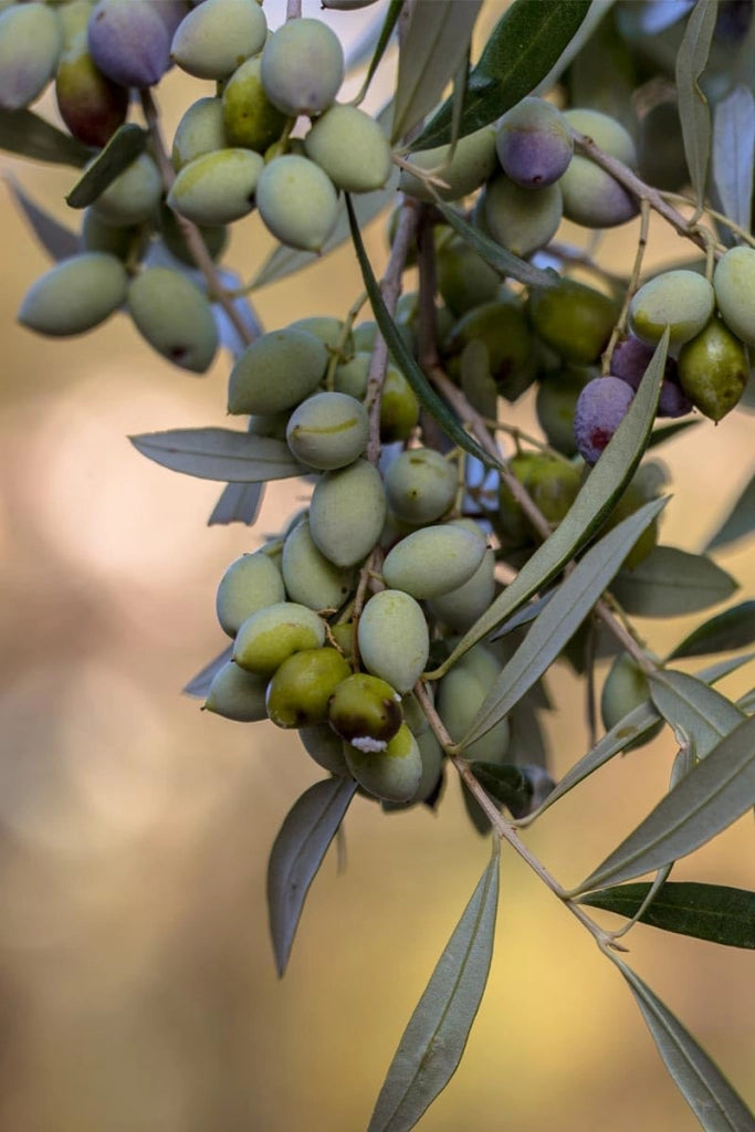 Olivo Leccino 4 Anni in Vaso 24 – Olivo Italiano Autentico