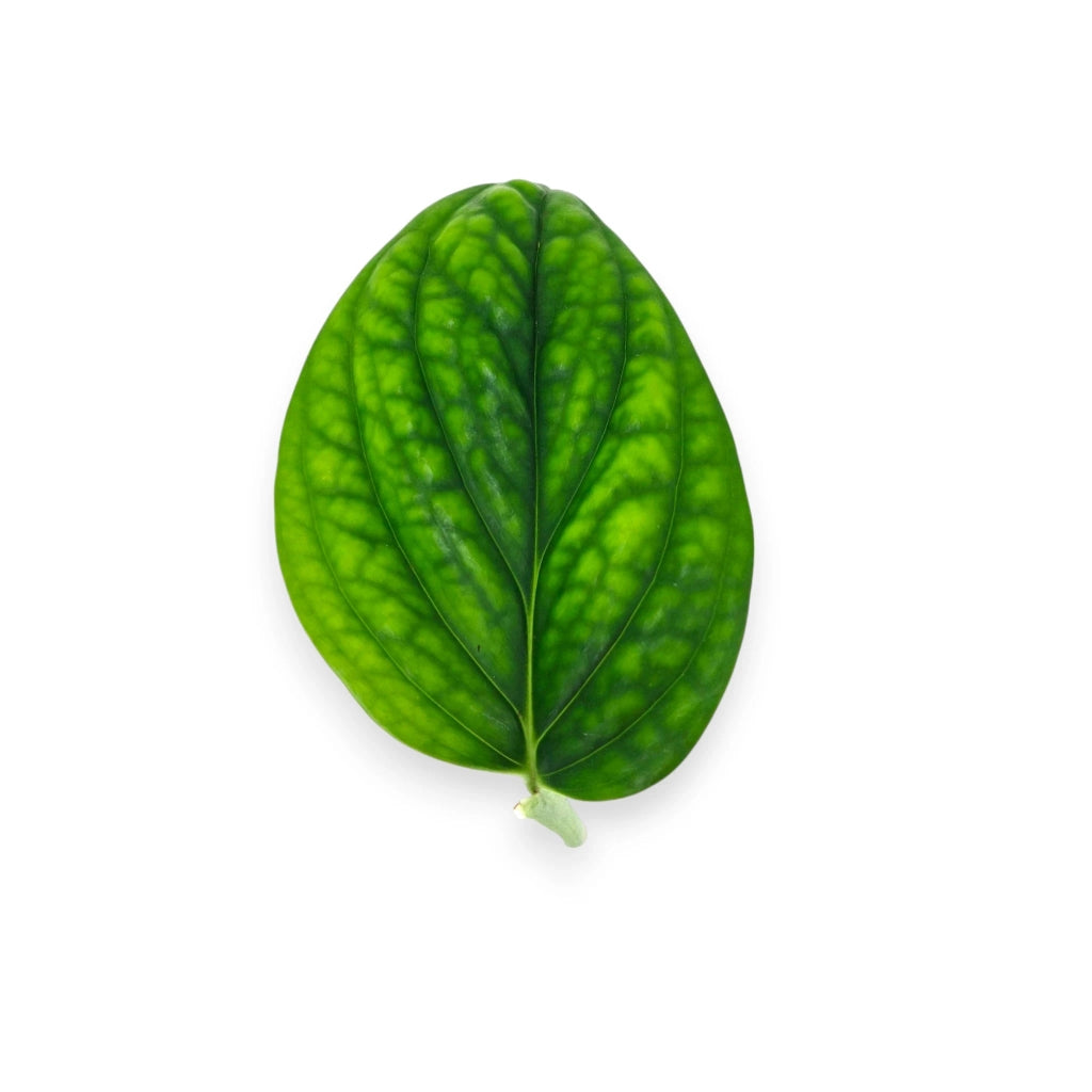 Gardenaria Monstera obliqua 'Peru' - Pianta da interno ornamentale Altezza: 25 cm (vaso 12)