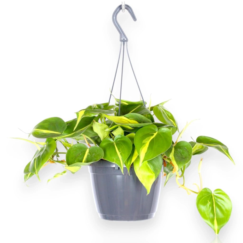 Gardenaria Philodendron scandens 'Brasil' - Pianta da interno ornamentale Altezza: 110 cm (vaso 24)
