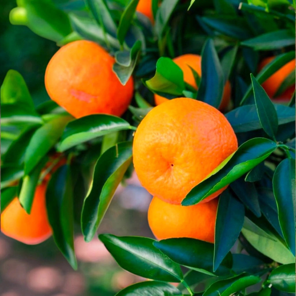 Gardenaria Clementino - Citrus clementina - Pianta di agrume da frutto in vaso Altezza: 125/140 cm (vaso26)