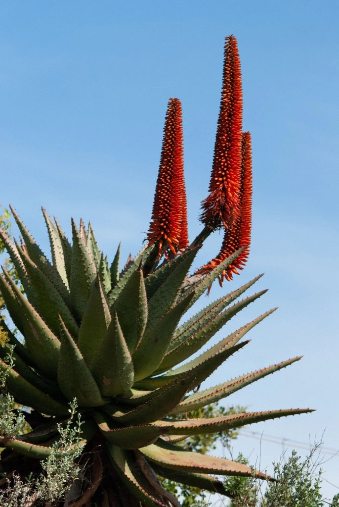 Aloe Ferox Feroce Vaso 24 cm Succulenta Arborescente a Rosetta