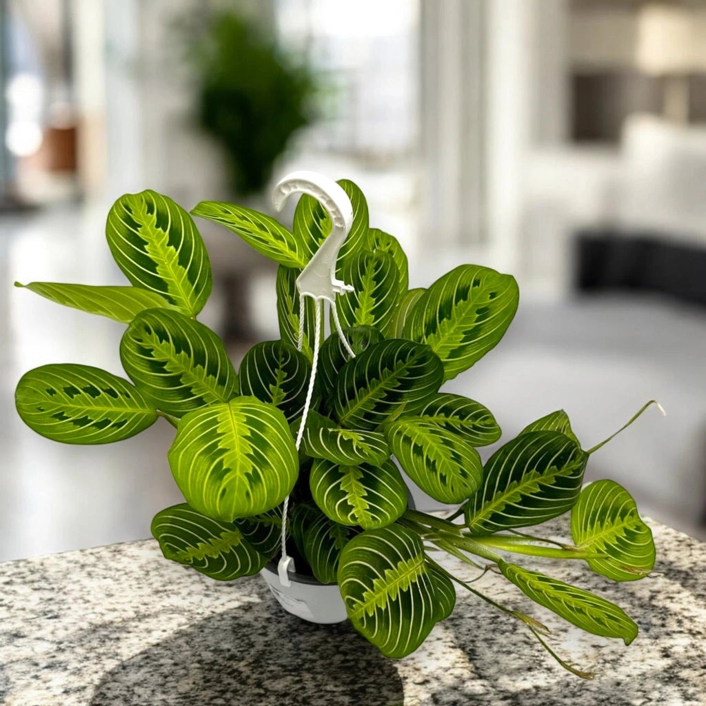 Gardenaria Maranta leuconeura 'Lemon Lime' - Pianta da interno ornamentale Altezza: 30 cm (vaso 12)