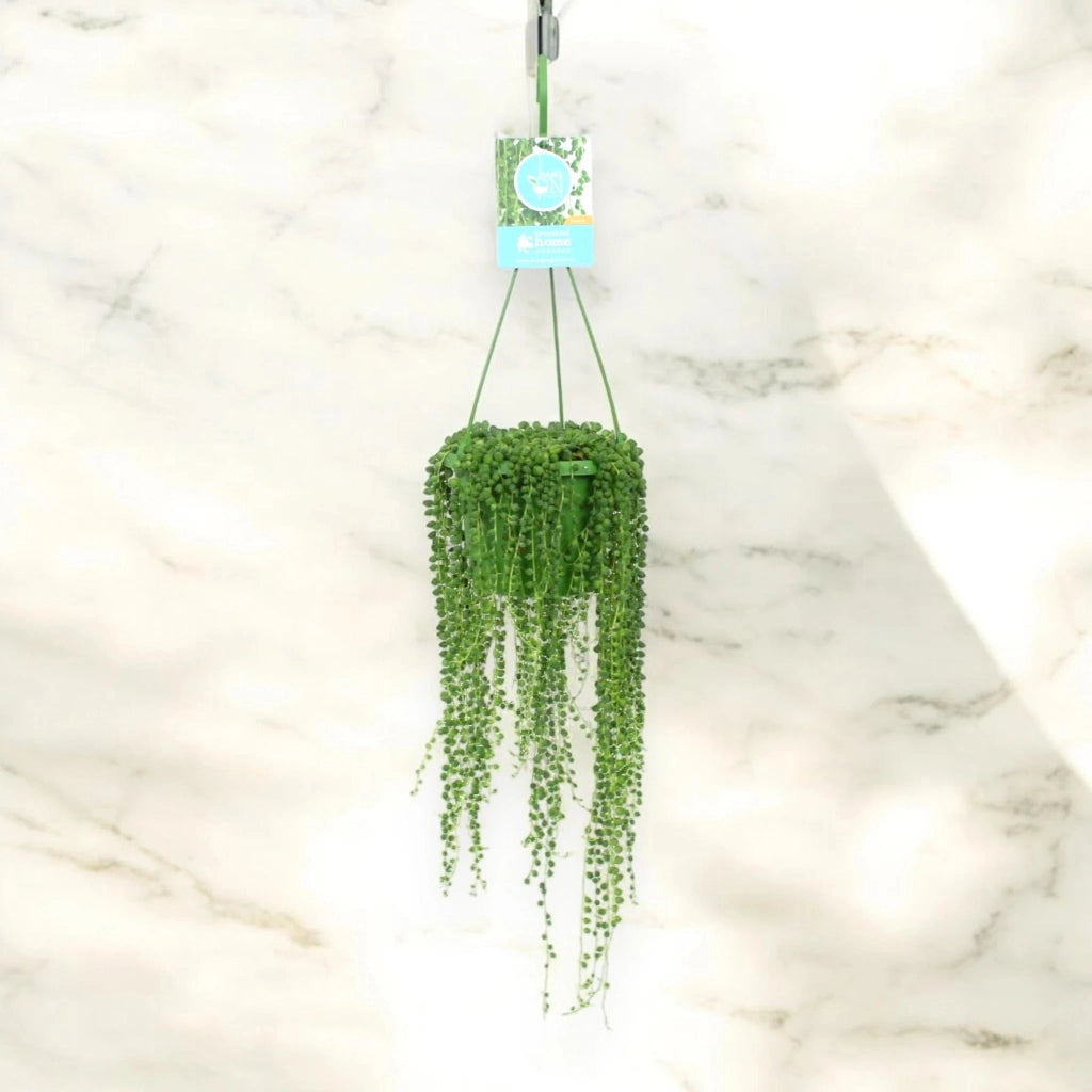 Gardenaria Senecio rowleyanus - Pianta da interno ornamentale Altezza: 15 cm (vaso 11)