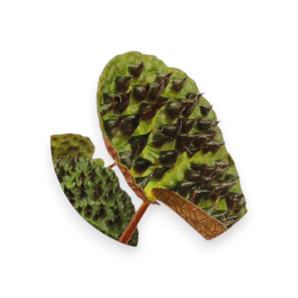 Gardenaria Begonia ferox - Pianta da interno ornamentale Altezza: 25 cm (vaso 12)