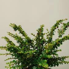 Cotoneaster horizontalis vaso 17 cm – Arbusto ornamentale tappezzante