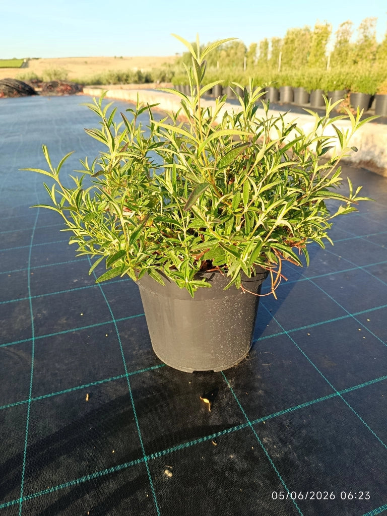 Cisto Cistus Purpureus Alan Fradd Cespuglio 24 cm Pianta Mediterranea