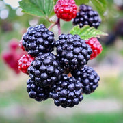 Pianta di MORA DIRKSEN THORNLESS rossa nera FRUTTI DI BOSCO vaso18 FOTO REALE