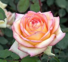 Rosa Barni Anna Molinari – Rosa Rifiorente Profumata