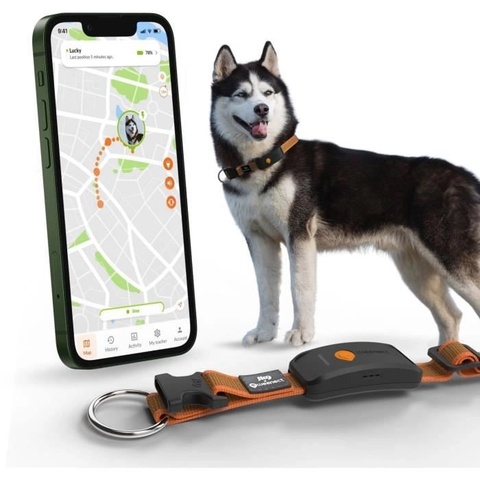 Collare GPS per cani - WEENECT Dog XT - Antenna XL - Impermeabile - Collare Julius-K9 - Funziona con abbonamento - Arancione