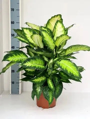 Gardenaria Dieffenbachia 'Camilla' - Pianta da interno ornamentale Altezza: 35 cm (vaso 17)
