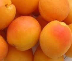 Albicocco “Tyrinthos” Prunus armeniaca 'Tyrinthos' Pianta da Frutto Foto Rreali