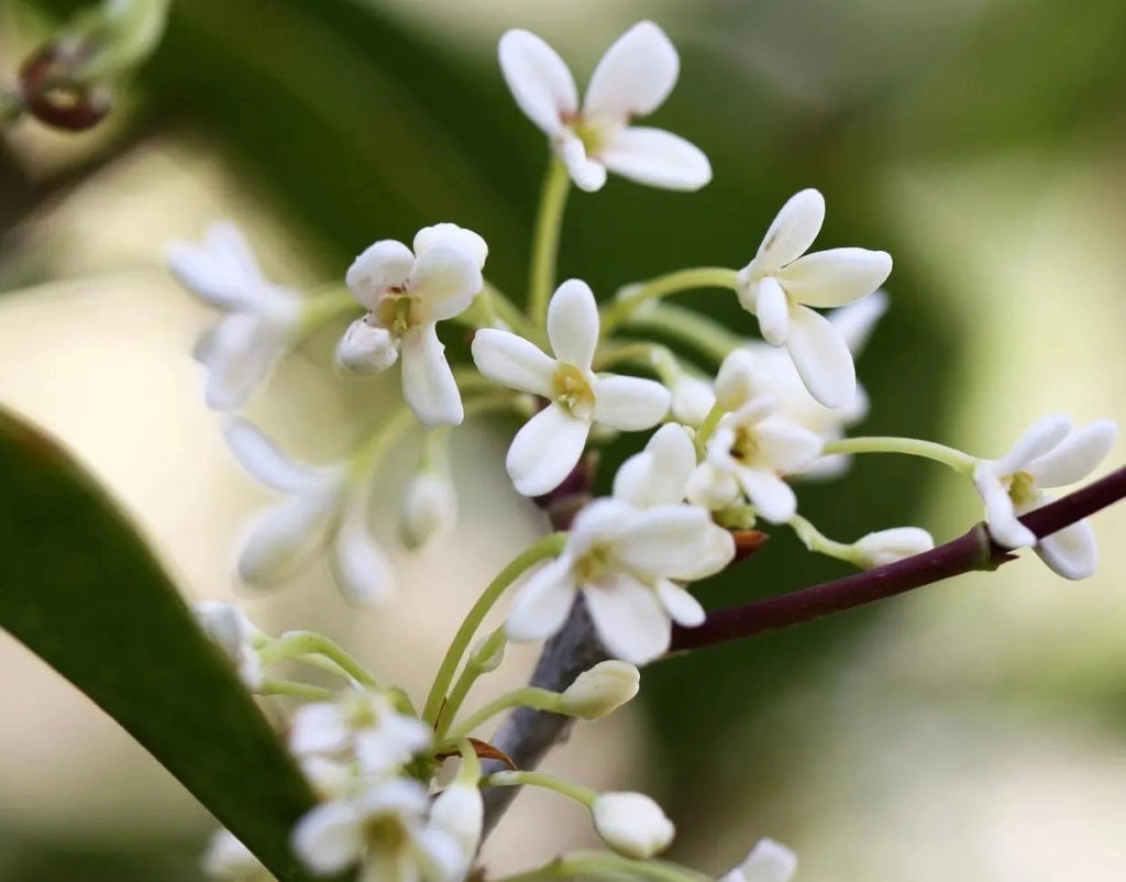 Gardenaria Osmanthus fragrans - Arbusto ornamentale da giardino Altezza: 50/70 cm (vaso19)