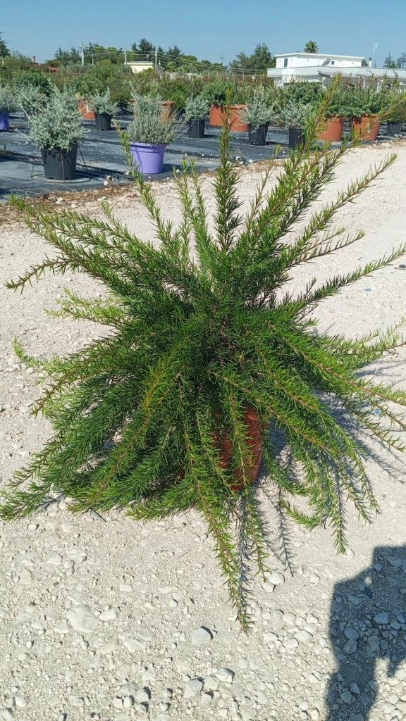 GREVILLEA JUNIPERINA VASO 24