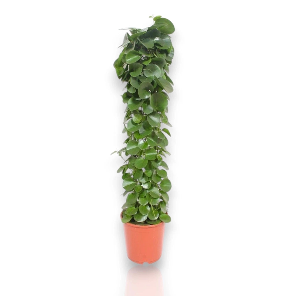 Gardenaria Cissus rotundifolia - Pianta da interno ornamentale Altezza: 120 cm (vaso 24)