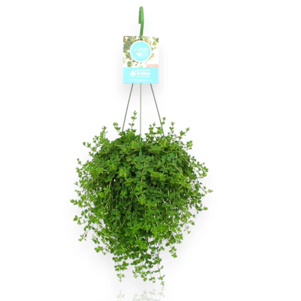 Gardenaria Peperomia 'Isabelle' - Pianta da interno ornamentale Altezza: 30 cm (vaso 14)
