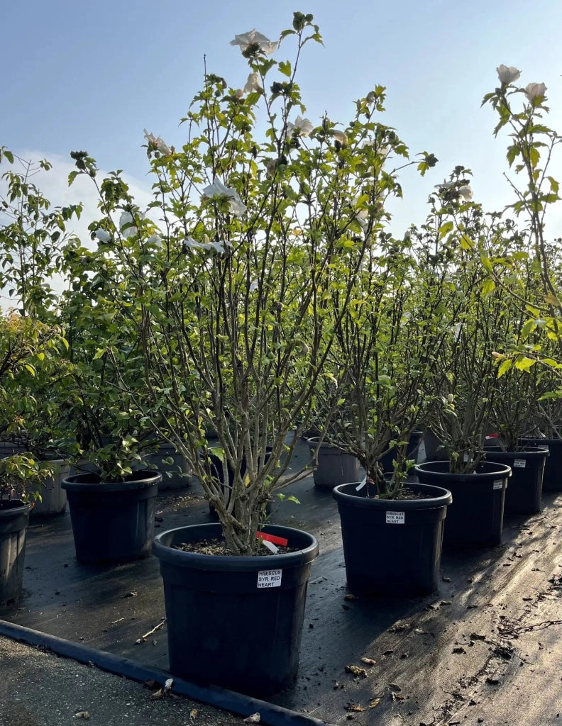 Gardenaria Ibisco - Hibiscus syriacus 'Red heart' - Arbusto ornamentale da giardino Altezza: 100/120 cm (vaso20)
