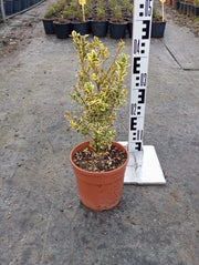 BUXUS SEMPERVIRENS (BOSSO COMUNE) VARIEGATO VASO 18